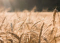 Un champ de blé traversé par des rayons de soleil.