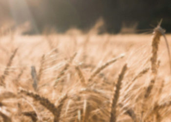 Un champ de blé traversé par des rayons de soleil.