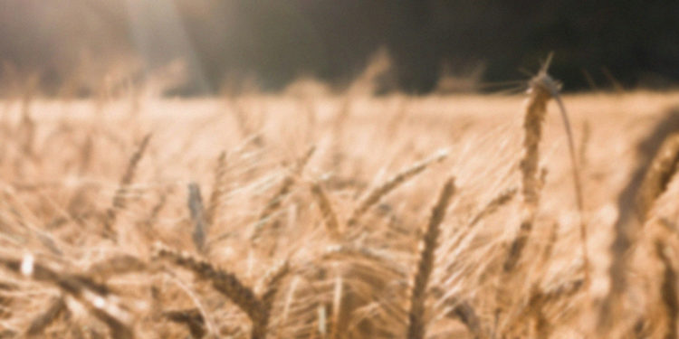 Un champ de blé traversé par des rayons de soleil.